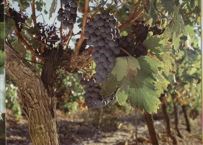 Rural Pueblo De La Ribera Feriehus Peñafiel